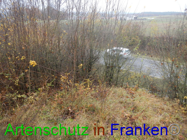 © Artenschutz in Franken® Bild zum Eintrag (1059295-160)