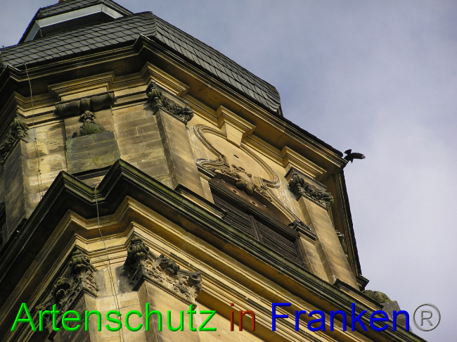 © Artenschutz in Franken® / Kunze Bild zum Eintrag (1059309-160)