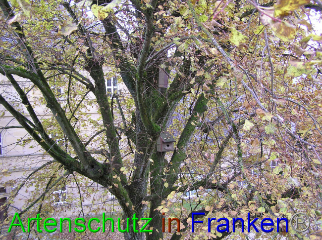 © Artenschutz in Franken® Bild zum Eintrag (1059339-160)