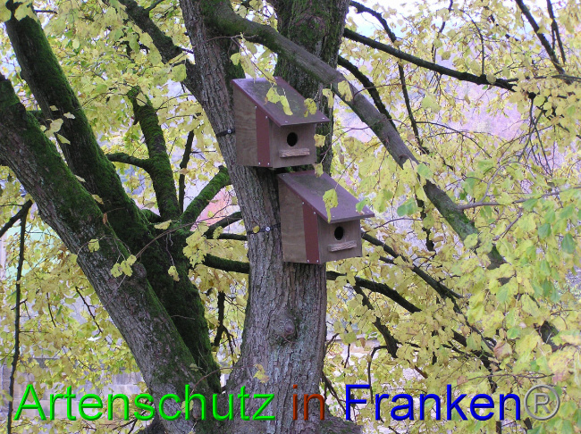 © Artenschutz in Franken® Bild zum Eintrag (1059340-160)
