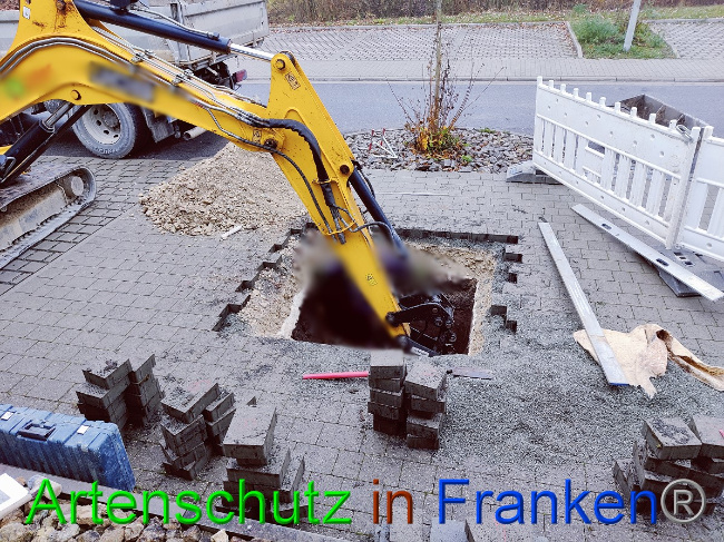 © Artenschutz in Franken® Bild zum Eintrag (1059837-160)
