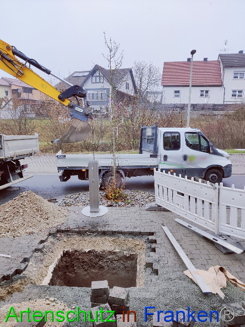 © Artenschutz in Franken® Bild zum Eintrag (1059838-160)