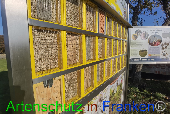 © Artenschutz in Franken® / Vennemann Bild zum Eintrag (1059859-160)