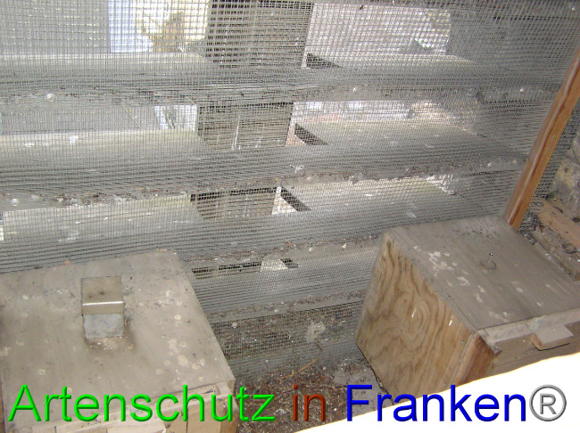 © Artenschutz in Franken® / Kunze Bild zum Eintrag (1059951-160)