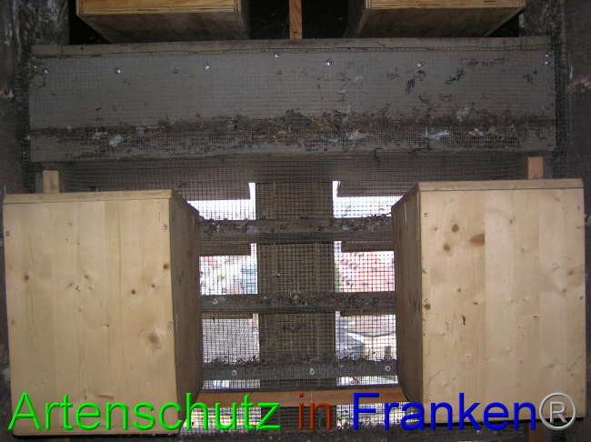 © Artenschutz in Franken® / Kunze Bild zum Eintrag (1059956-160)