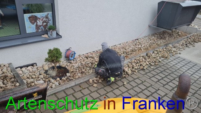 © Artenschutz in Franken® Bild zum Eintrag (1060024-160)