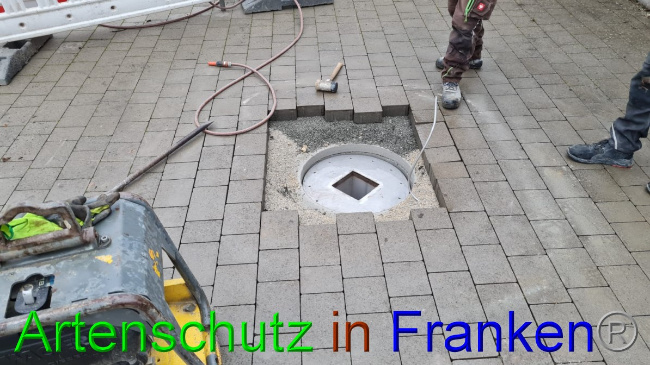 © Artenschutz in Franken® Bild zum Eintrag (1060025-160)
