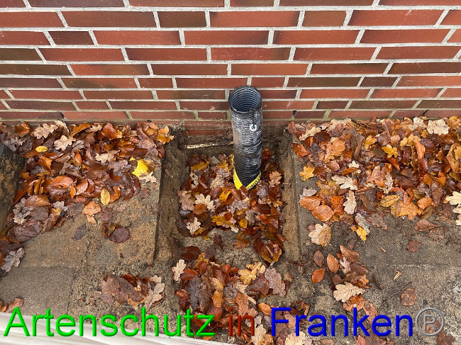 © Artenschutz in Franken® Bild zum Eintrag (1060267-160)