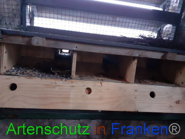 © Artenschutz in Franken® Bild zum Eintrag (1061218-160)