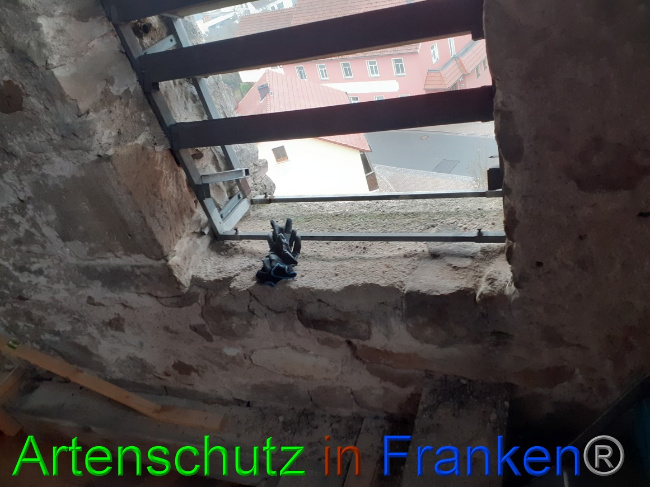 © Artenschutz in Franken® Bild zum Eintrag (1061219-160)