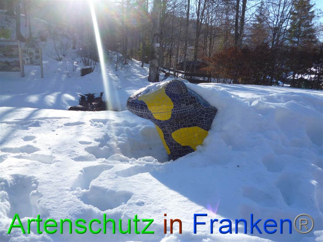 © Artenschutz in Franken® / Alpenklinik Santa Maria - Müller Bild zum Eintrag (1061303-160)