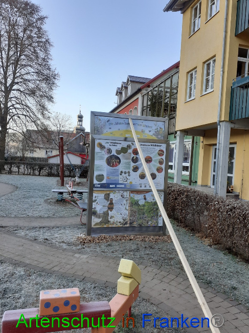 © Artenschutz in Franken® Bild zum Eintrag (1061322-160)