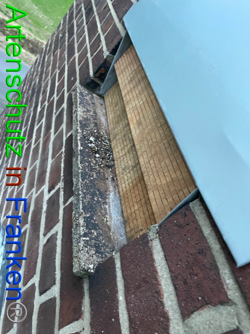 © Artenschutz in Franken® / Vehoff Bild zum Eintrag (1061641-160)