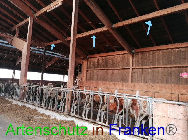 © Artenschutz in Franken® Bild zum Eintrag (1061934-160)