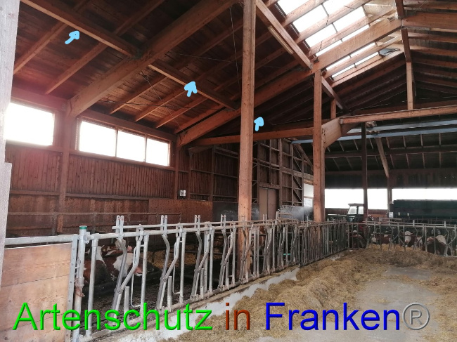 © Artenschutz in Franken® Bild zum Eintrag (1061935-160)