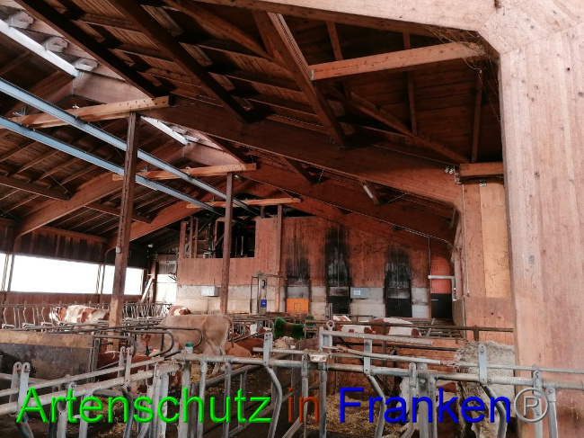 © Artenschutz in Franken® Bild zum Eintrag (1061936-160)
