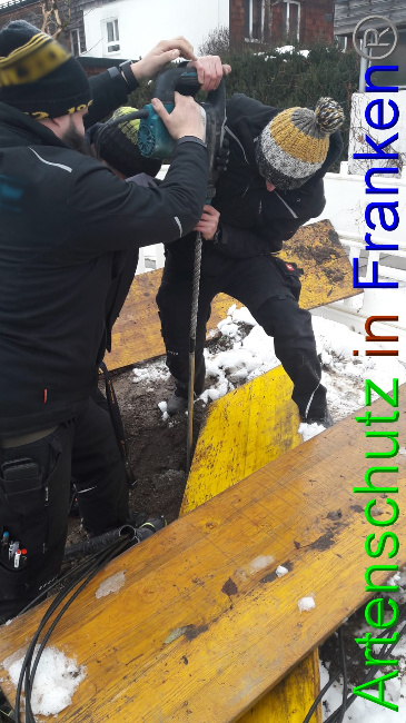 © Artenschutz in Franken® Bild zum Eintrag (1062199-160)