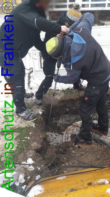© Artenschutz in Franken® Bild zum Eintrag (1062200-160)