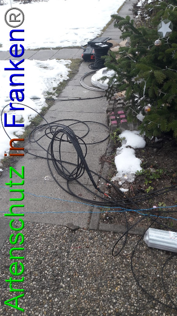 © Artenschutz in Franken® Bild zum Eintrag (1062203-160)