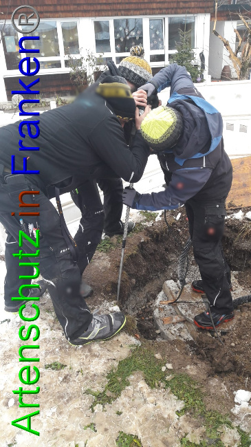 © Artenschutz in Franken® Bild zum Eintrag (1062205-160)