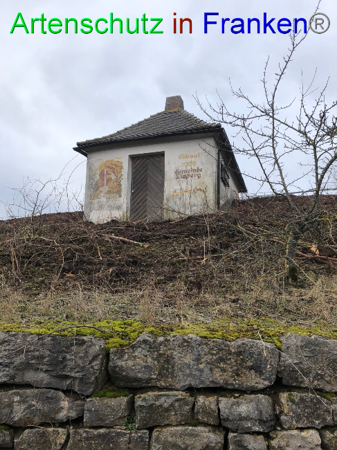© Artenschutz in Franken® / K.A. Bild zum Eintrag (1062613-160)