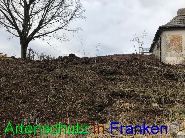 © Artenschutz in Franken® / K.A. Bild zum Eintrag (1062614-160)