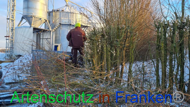 © Artenschutz in Franken® Bild zum Eintrag (1062661-160)