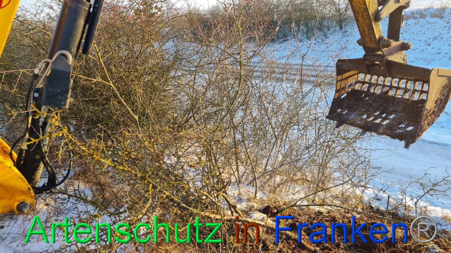 © Artenschutz in Franken® Bild zum Eintrag (1062662-160)