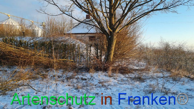 © Artenschutz in Franken® Bild zum Eintrag (1062663-160)