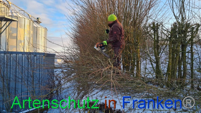 © Artenschutz in Franken® Bild zum Eintrag (1062671-160)