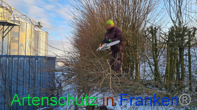 © Artenschutz in Franken® Bild zum Eintrag (1062674-160)