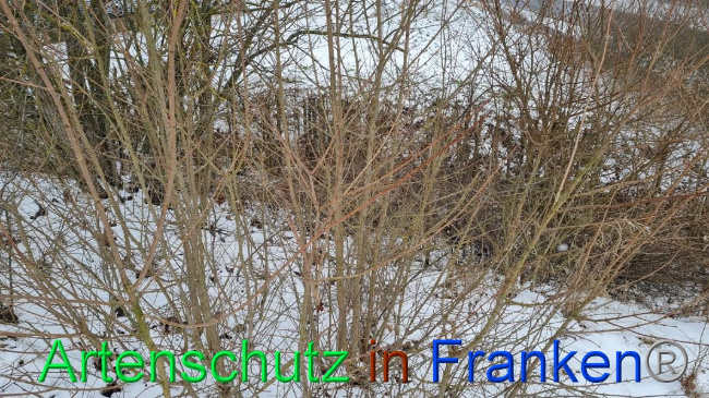 © Artenschutz in Franken® Bild zum Eintrag (1062675-160)