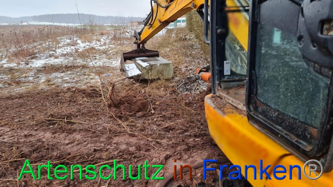 © Artenschutz in Franken® Bild zum Eintrag (1062678-160)