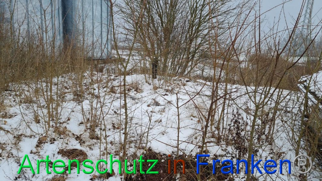 © Artenschutz in Franken® Bild zum Eintrag (1062680-160)