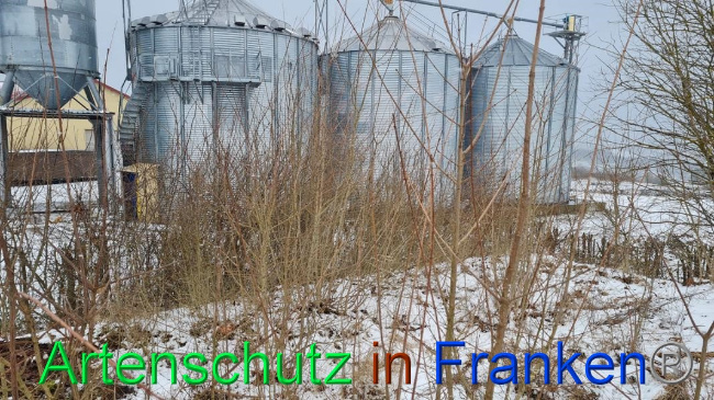 © Artenschutz in Franken® Bild zum Eintrag (1062683-160)