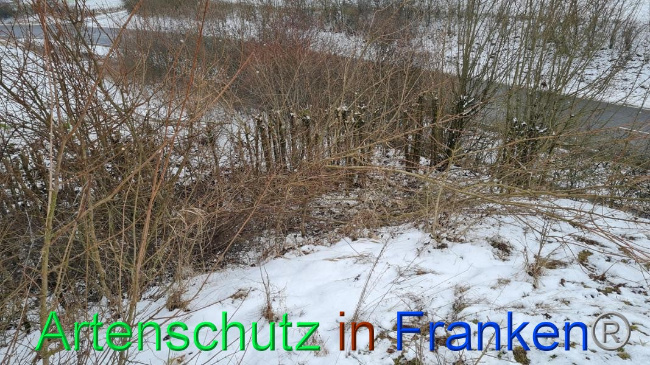 © Artenschutz in Franken® Bild zum Eintrag (1062684-160)