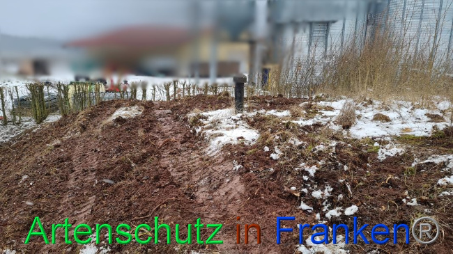 © Artenschutz in Franken® Bild zum Eintrag (1062686-160)