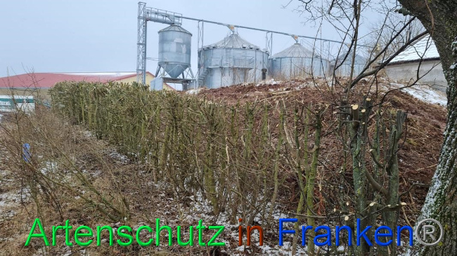 © Artenschutz in Franken® Bild zum Eintrag (1062694-160)
