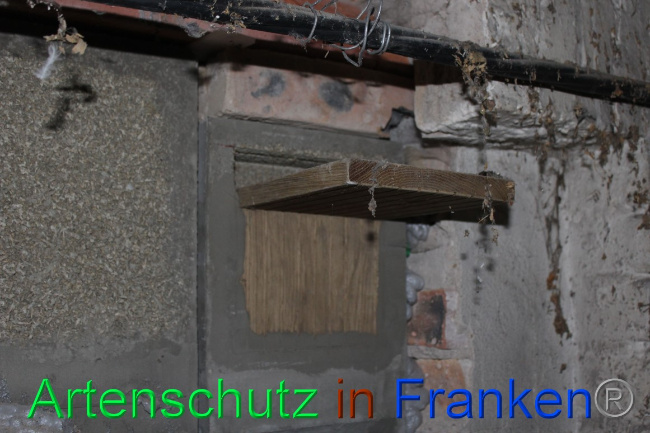 © Artenschutz in Franken® Bild zum Eintrag (1062749-160)