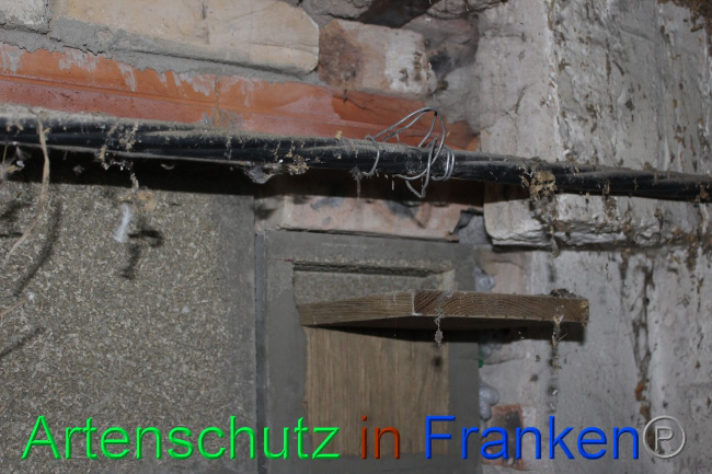 © Artenschutz in Franken® Bild zum Eintrag (1062750-160)