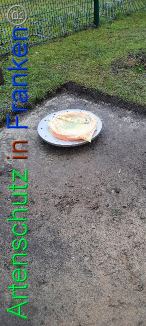 © Artenschutz in Franken® Bild zum Eintrag (1062966-160)