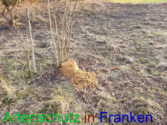 © Artenschutz in Franken® Bild zum Eintrag (1063082-160)