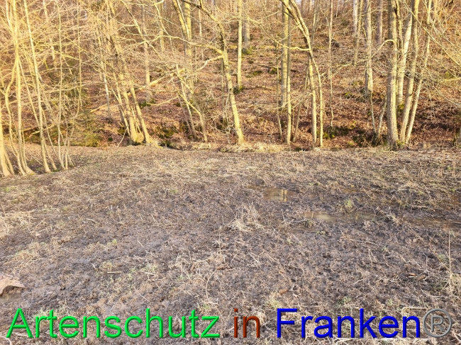 © Artenschutz in Franken® Bild zum Eintrag (1063083-160)