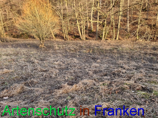 © Artenschutz in Franken® Bild zum Eintrag (1063084-160)