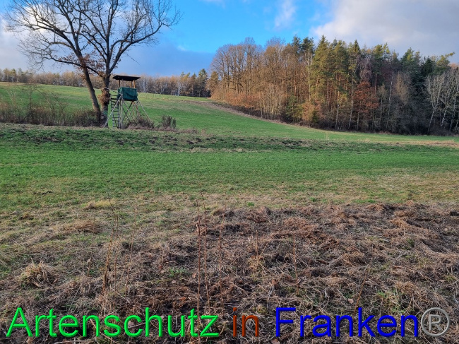 © Artenschutz in Franken® Bild zum Eintrag (1063087-160)