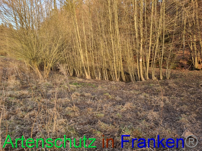 © Artenschutz in Franken® Bild zum Eintrag (1063101-160)