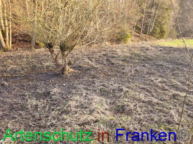 © Artenschutz in Franken® Bild zum Eintrag (1063102-160)