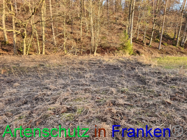 © Artenschutz in Franken® Bild zum Eintrag (1063103-160)