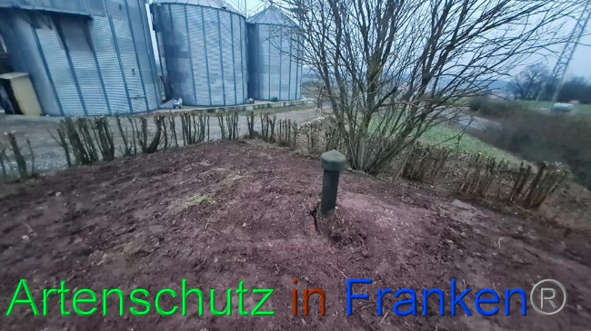 © Artenschutz in Franken® Bild zum Eintrag (1063317-160)