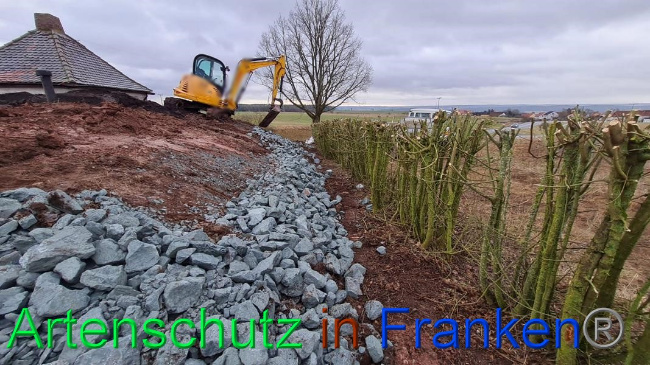 © Artenschutz in Franken® Bild zum Eintrag (1063338-160)